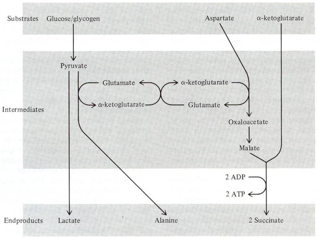 Ostatní obratlovci (obojživelníci, plazi, ptáci a savci) jsou odkázáni prakticky pouze na energii z glykolýzy. Jiné koncové produkty než laktát (např.