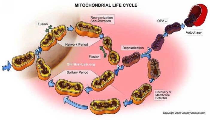 Na buněčné úrovni je množství a maturace mitochondrií regulována také