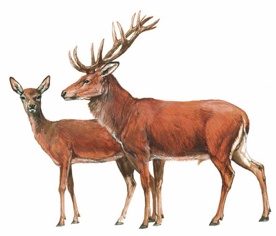 112 Jelen evropský jelen evropský Jelen evropský (Cervus elaphus) je majestátním tvorem našich hor a lesů. Jeho typické životní projevy, jako např.