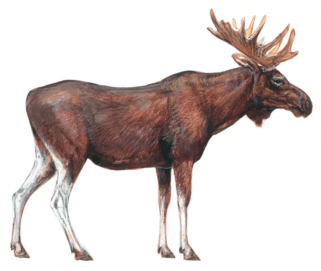 136 Los evropský los evropský Los evropský (Alces alces) je největší zástupce čeledi jelenovitých. Žije v lesích severní Evropy, Asie a Ameriky.