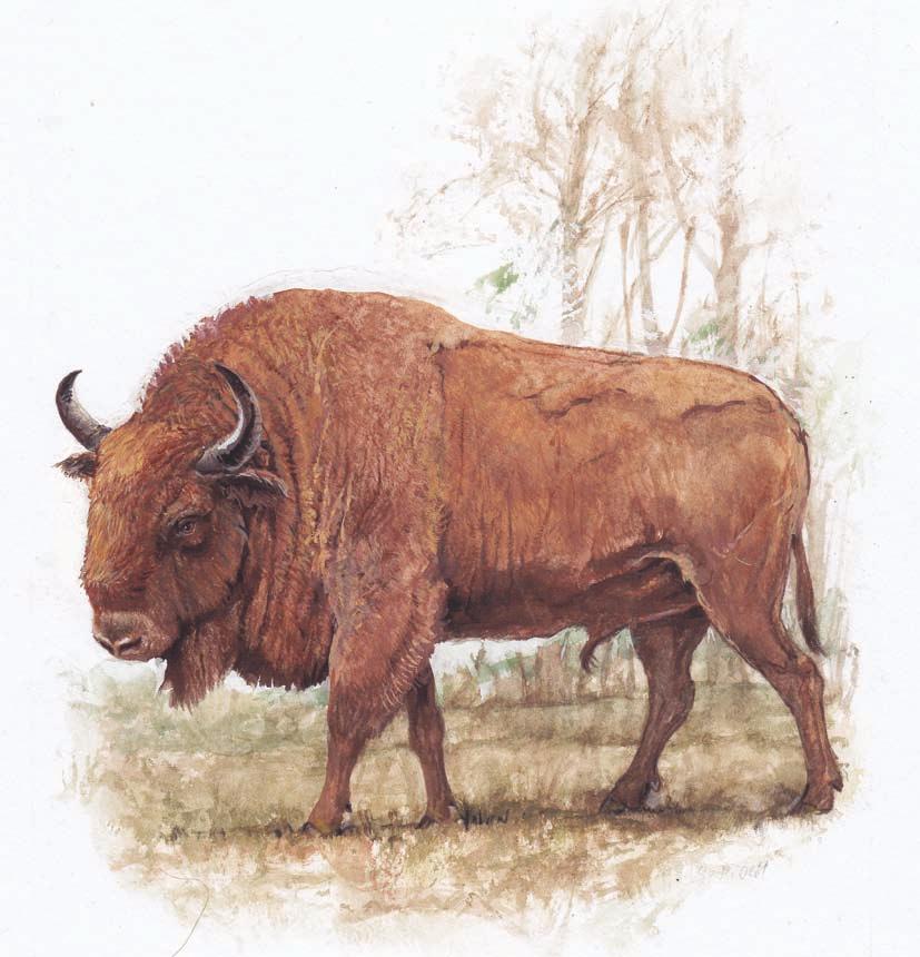 146 Zubr evropský zubr evropský Zubr evropský (Bison bonasus), někdy též bizon evropský, je mohutné zvíře z čeledi turovitých. Zubr je největší volně žijící přežvýkavec v Evropě.