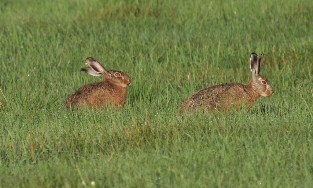 20 úvodem Zajíc polní. Foto V. Hřebek. řád: sudokopytníci Artiodactyla Sudokopytníků žije na Šumavě v současné době ve volné přírodě sedm druhů.