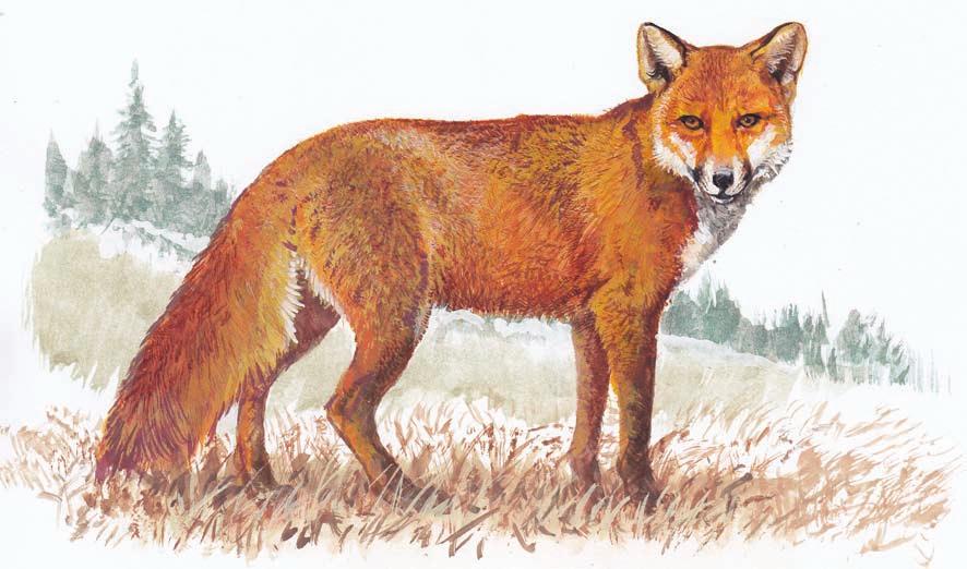 54 Liška obecná liška obecná Liška obecná (Vulpes vulpes) je nejrozšířenější divoce žijící šelma České republiky a celé severní polokoule.