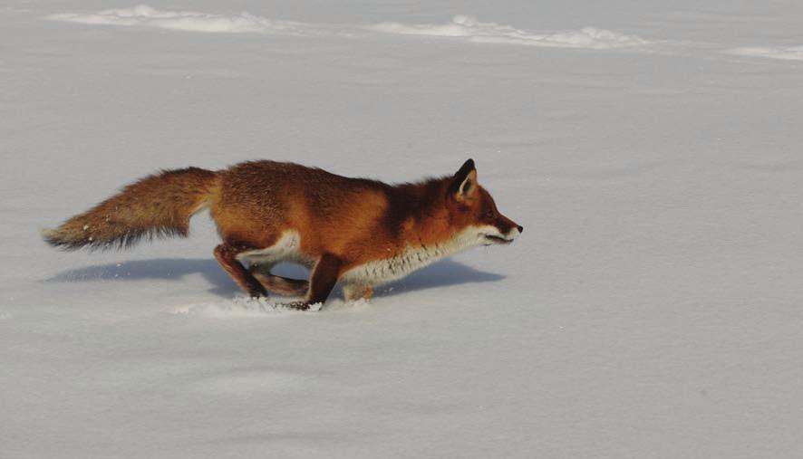 56 liška obecná Běžící liška obecná. Foto I. Lukeš od místa narození. Nejvyšší věk je 9 až 12 let, v přírodě však jedinci starší 6 let představují pouze 1 až 4 % populací.