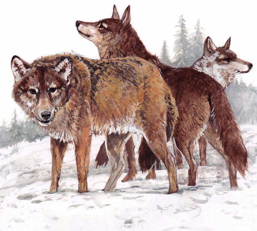66 Vlk obecný vlk obecný Vlk obecný (Canis lupus) je největší psovitá šelma. Samice bývají menší než samci. Velikost vlka záleží také na poddruhu.