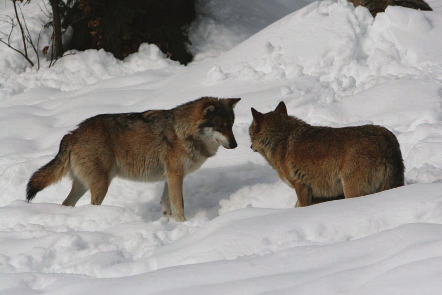 70 vlk obecný Vlk obecný. Foto T. Jiřička krmena natrávenými zbytky ze žaludku dospělých, samostatného života jsou schopna až po 6 měsících.