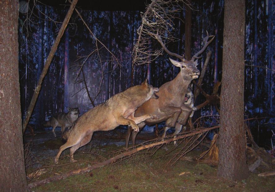 73 se vlk na Šumavě začal objevovat stále častěji, vždy však šlo o migrující jedince, převážně samce a pravděpodobně nedošlo k jejich usazení na Šumavě ani rozmnožování.