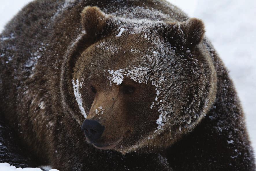 78 medvěd hnědý Medvěd hnědý. Foto V. Hřebek potravy, ale také na velikosti celé medvědí populace v daném území.