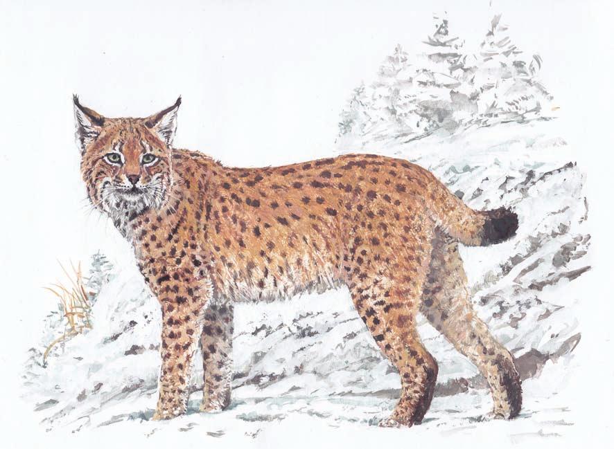 86 Rys ostrovid rys ostrovid Rys ostrovid (Lynx lynx) je největší kočkovitá šelma Evropy.