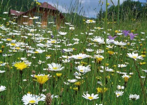 Trávy a květiny 2 Louky, pastviny, mokřady Louky a pastviny jsou odlišné podle přírodních podmínek a způsobu hospodaření.