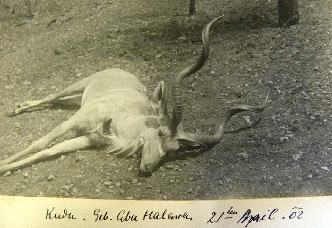 Jiráková A.: Opočenská sbírka z cest Josefa Colloredo-Mannsfelda. Část 2.