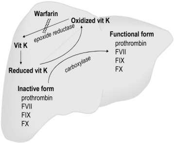 warfarin antagonista syntézy vit K dependentních koagul. f. (VII,IX,X,protr.) studie: BAATAF, CAFA, SPAF, AFASAK, SPINAF (80-90 léta 20 st.