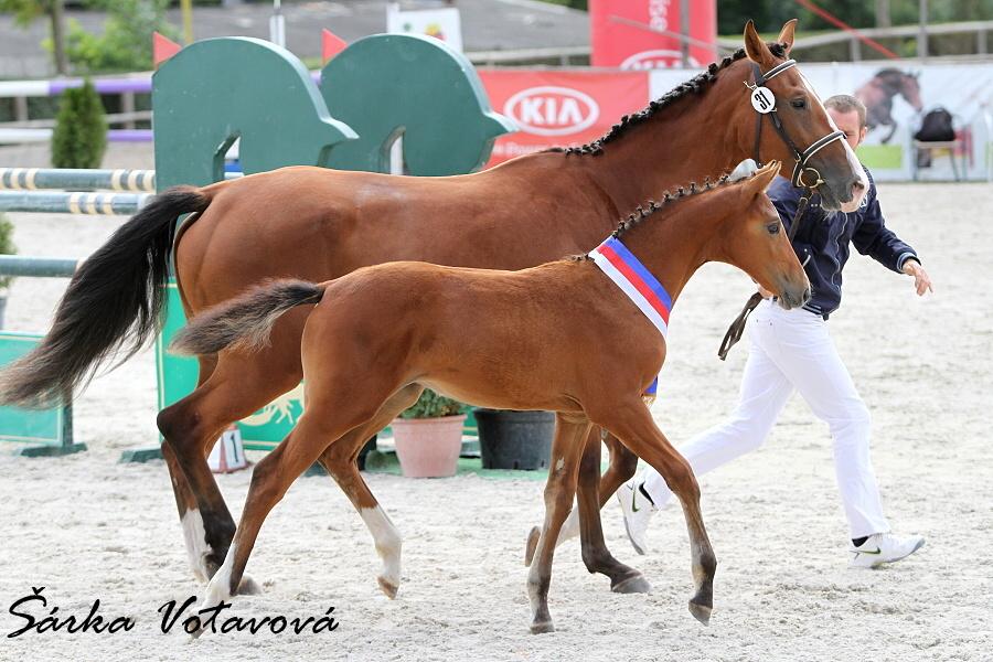 QUINTADERO- S - SANDRA LANĚOVÁ OCENĚNÁ HŘÍBATA ZE ŠAMPIONÁTU HŘÍBAT 2015 VE ZDUCHOVICÍCH 3.