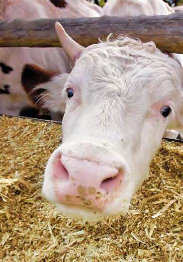 Způsob dozráváí rostliy Typ zra počátečího vývoje Tolerace ke staovišti Počet rostli ke sklizi v tis.