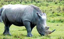 Park je také vyhlášen svou populací černých nosorožců a šelem. 7. den: snídaně a dopolední safari. Transfer na letiště v Nairobi a přelet do Mombasy. Ubytování a nocleh v hotelu Kenya Bay. 8. 10.