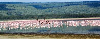 Úrodný kopcovitý terén rezervace protnutý řekami Mara a Telek zajišťuje dostatek vody a potravy, proto má Masai Mara největší populaci divoké zvěře v Africe. Večeře, nocleh. 6. 7.