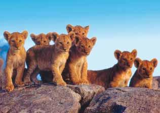 Zde bude možnost při odpoledním safari setkat se s pěti nejvyhledávanějšími druhy africké zvířeny, k nimž se řadí lev, leopard, slon, nosorožec a buvol. Fakultativní možnost večerního safari. 5.