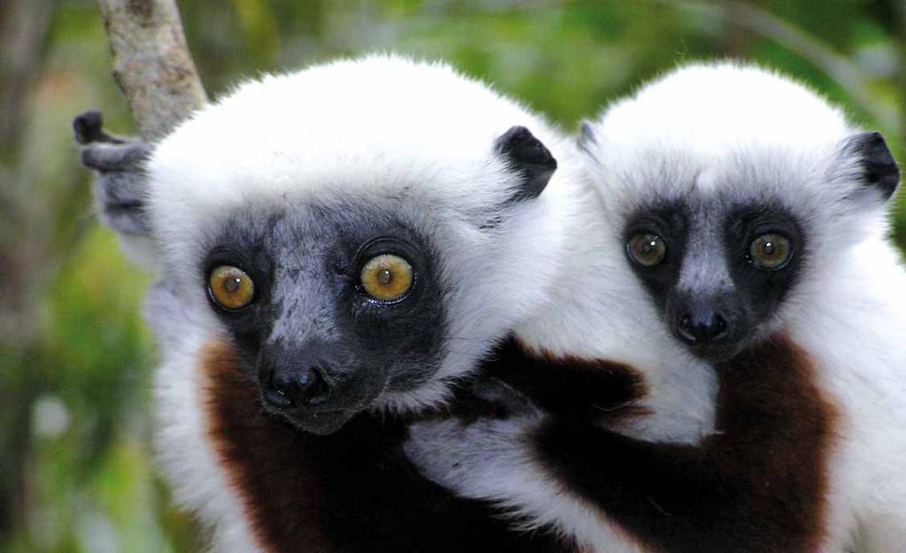 [MOL ] Madagaskar ostrov lemurů a přírodních krás Antananarivo přírodní rezervace Perinet rezervace Peryeras Ambositra Fiana ransoa NP Ranomafana Ihosa Ambalavao NP Isalo Tulear > MADAGASKAR 1.