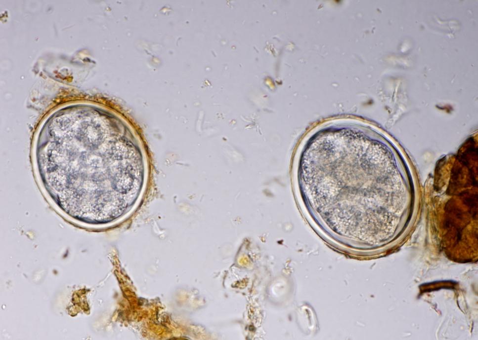 Paraziti laboratorních hlodavců a králíků Paraspidodera uncinata Vajíčka: 43 31 μm, oválné vajíčko se silnou hladkou stěnou, nerozrýhovaný obsah Dospělec: 6 13 mm Definitivní hostitel: morče