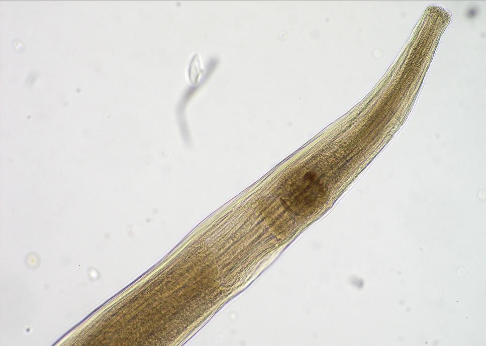 Paraziti laboratorních hlodavců a králíků Heterakis spumosa Vajíčka: 55 60 40 55 μm, oválné vajíčko se silnou hladkou stěnou, nerozrýhovaný obsah Dospělec: samec 6 10 mm, samice 7 13 mm Definitivní