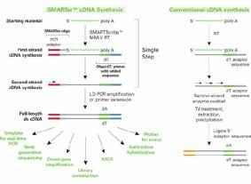 Syntéza cdna / cdna knihoven SMARTer technologie SMARTer (Switching Mechanism At 5 End of RNA Template) je unikátní technologie, která umožňuje efektivní začlenění známých sekvencí na obou koncích