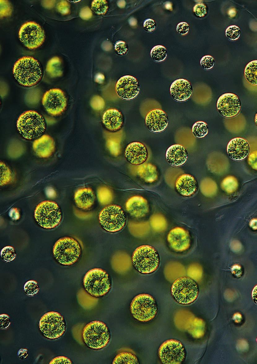 Průřez výsledky výzkumů Selected Research Results foto Petr Znachor, Biologické centrum AV ČR, Věda fotogenická Pleodorina indica: Tropická zelená řasa Pleodorina indica vytvořila na