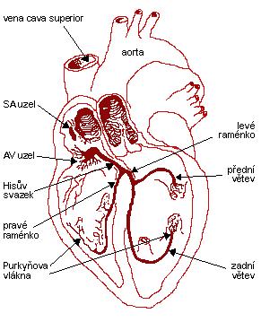 1 TEORETICKÝ ÚVOD 1.1 Elektrická činnost srdce Každému stahu srdce předchází vlna elektrického podráždění, jež začíná v sinoatriálním (SA) uzlu (obr. 1.1).