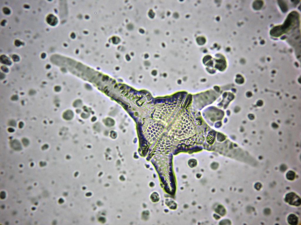 1. 1. Ceratium sp.
