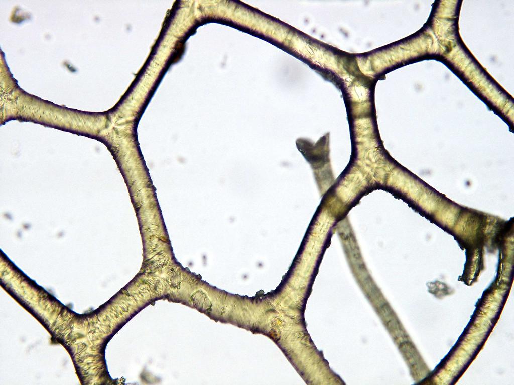 8. 2. Euspongia officinalis (sponginová vlákna)