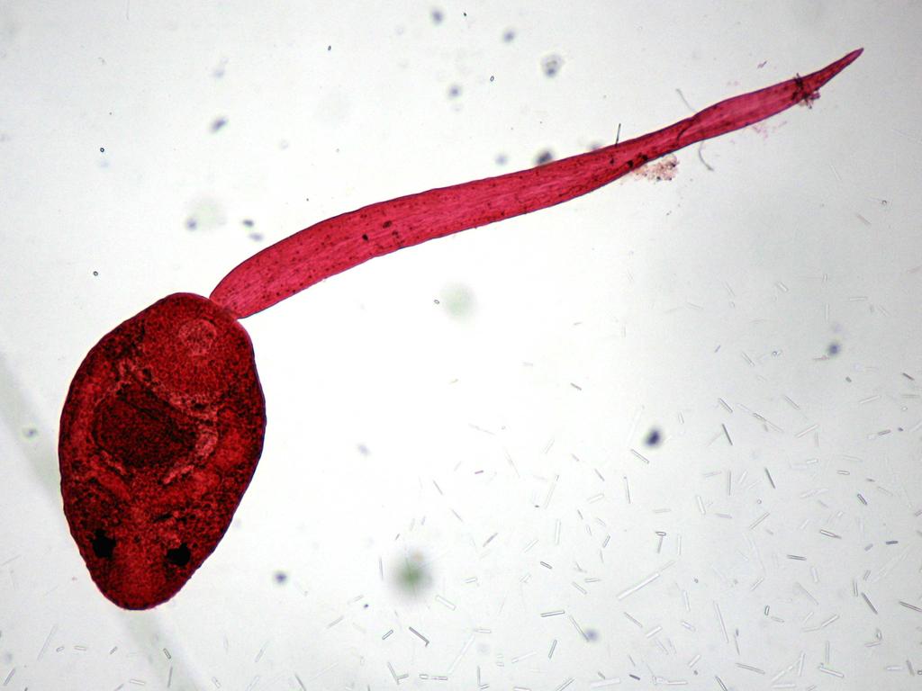 10. 9. Fasciola hepatica (cerkárie) Kmen: PLATYHELMINTHES Podkmen: Neodermata Třída: Trematoda Z= 400x ocásek břišní přísavka žláznatý org.
