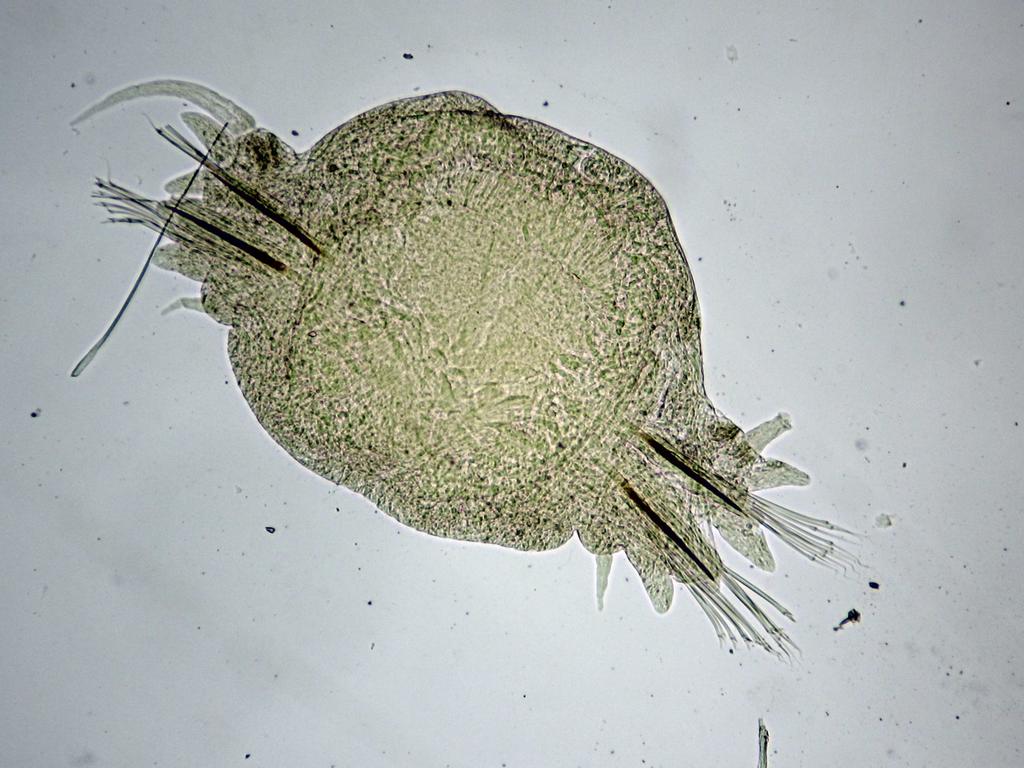 15. 3. Nereis sp.