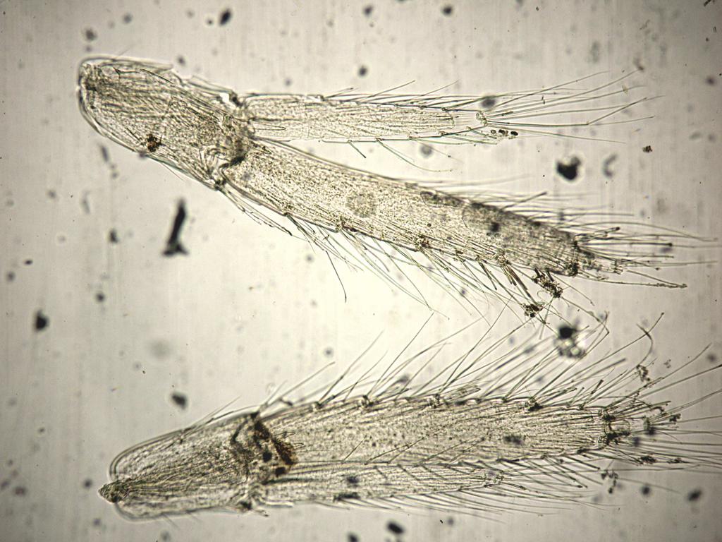 16. 1. Gammarus sp.