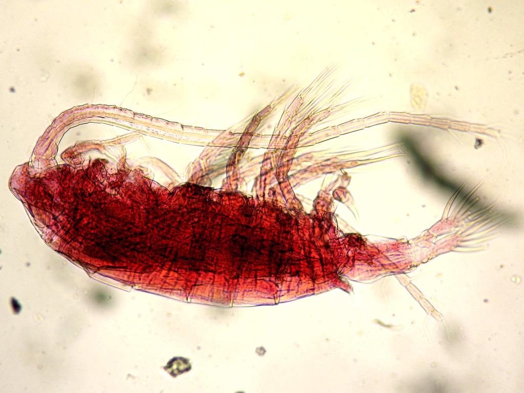 16. 12. Diaptomus sp.