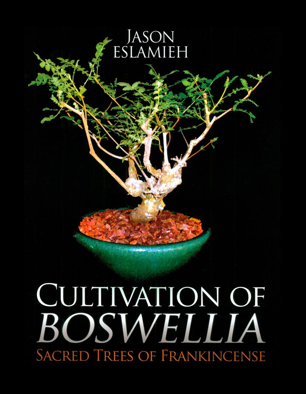 tropických druhů rodu Boswellia, jejich aranžování (vhodné jako