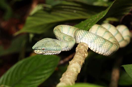 BORNEO: VĚDECKÉ ÚSPĚCHY BIOLOGŮ OU Mimořádné pozornosti médií se těší úspěchy českých biologů z Ostravské univerzity a UP v Olomouci získané v rámci studentské expedice na Borneo.