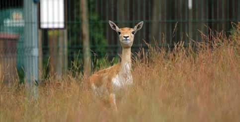 antilopa jelení (Antilope cervicapra) U savců je situace obdobná, i když ne úplně. Podařilo se nám dokončit expoziční voliéru rysů a mohli jsme je tudíž přestěhovat ze starých ubikací do nových.