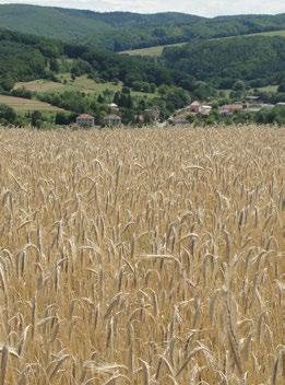 ŽITO OZIMÉ Secale cereale L. AVENTINO Aventino je zrnová, středně pozdní odrůda určená do ekologického zemědělství pro potravinářské účely. Vhodná i do chladnějších a vlhčích oblastí.