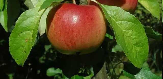 malvice: jablko, hruška obr.