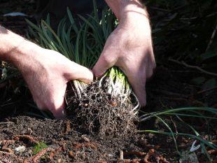 DĚLENÍ TRSŮ Rostliny tvořící trsy Dělitelné na oddělky s kořeny a pupeny Málo produktivní způsob okrajový