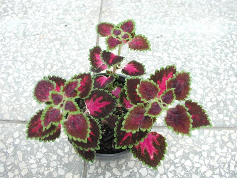 AFRICKÁ