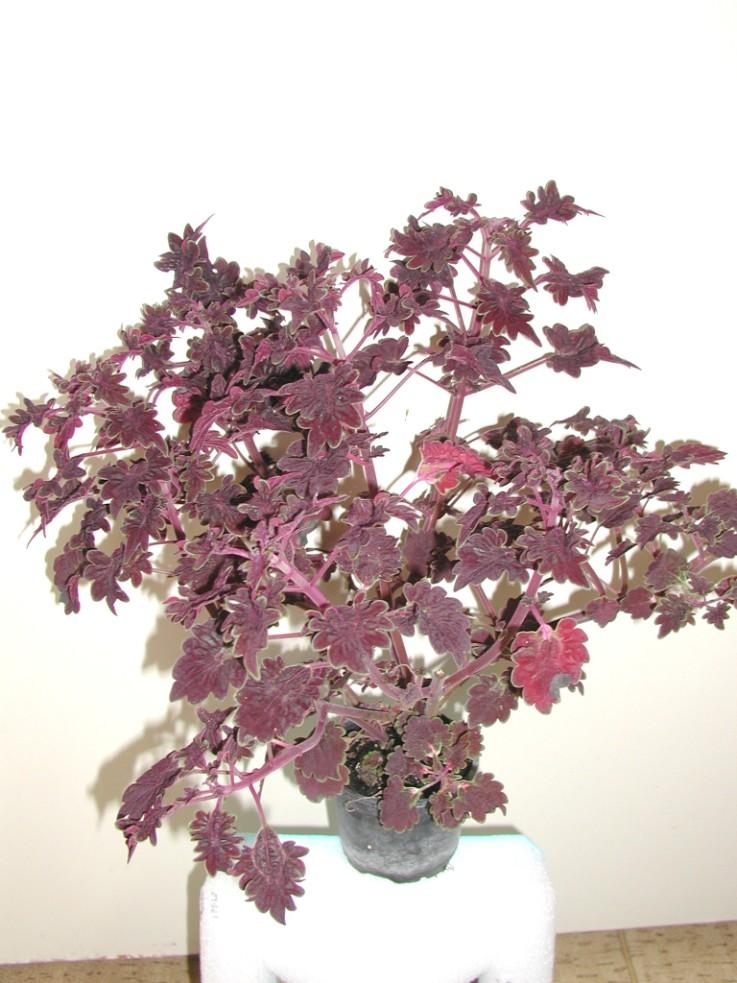 (Coleus)
