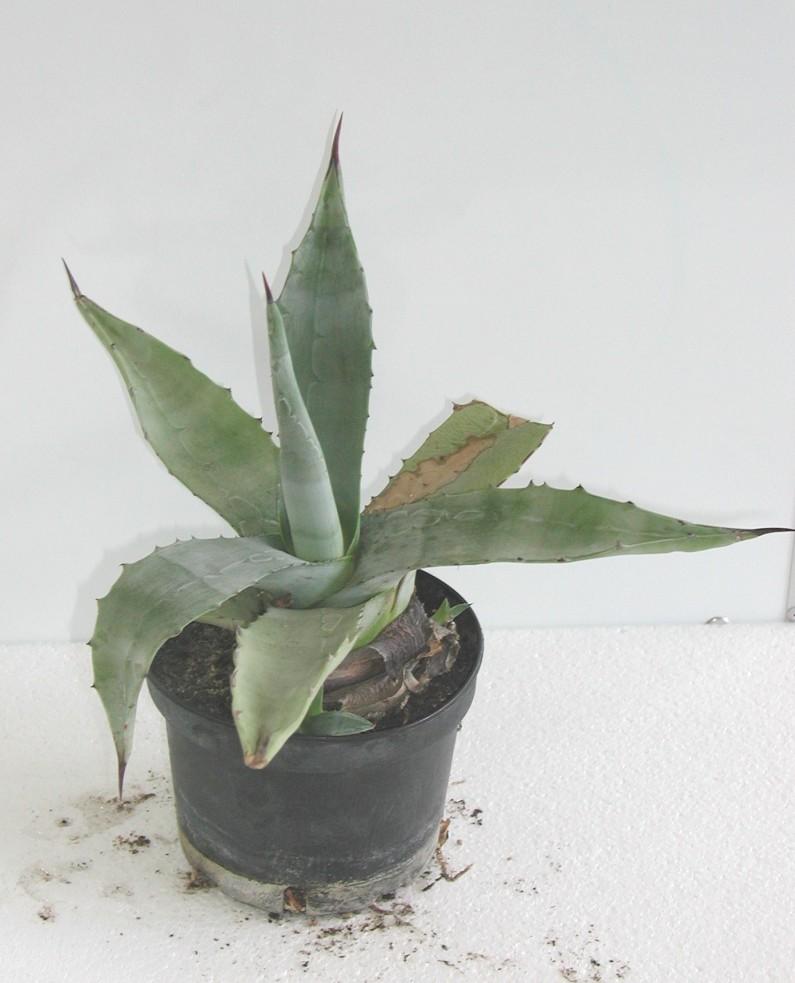 AGAVE
