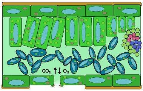 anorganických sloučenin, které se nazývají chemoautotrofní [autotroph (řecky) vyživované z anorganických látek] Proces fotosyntézy Fotosyntéza probíhá ve všech zelených částech rostliny nebo ve všech
