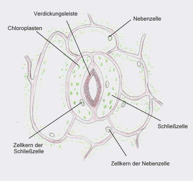 chloroplasty zesilovací lišta vedlejší buňka svěrací buňka Jednoduché zobrazení průduchu buněčné jádro svěrací buňky Morfologické zobrazení průduchu buněčné jádro vedlejší buňky V závislosti na