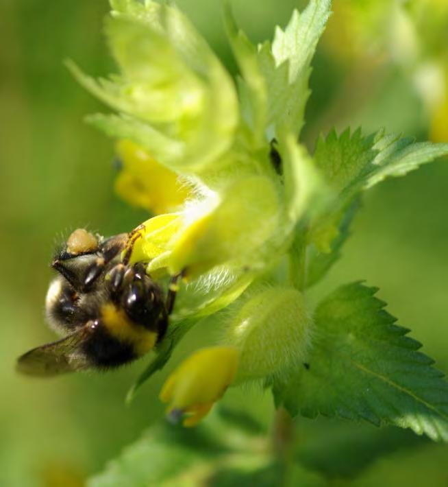 poloparazitické rostliny (Rhinanthus)