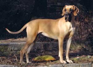 Molossoidní psi typu mastifa Portrét profilového plemene cílevědomě za svou vizí psí sochy, velký důraz začali klást na celkové vylehčení typu a k zušlechtění starých dog dokonce použili i psy téměř