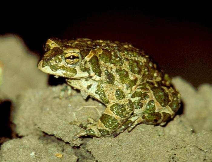 Ropucha zelená (Bufo viridis)