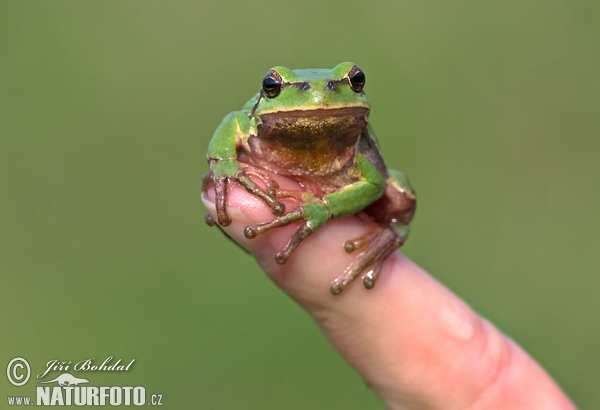 Rosnička zelená (Hyla arborea)