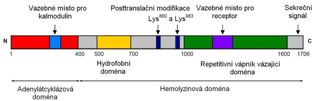 CyaA se řadí mezi RTX toxiny. RTX proteiny jsou sekretovány celou řadou gramnegativních bakterií, z nichž většina patří mezi lidské, živočišné nebo rostlinné patogeny (Welch, 1995).
