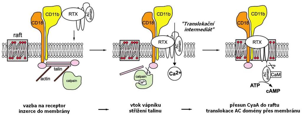 Ca 2+ do cytosolu.